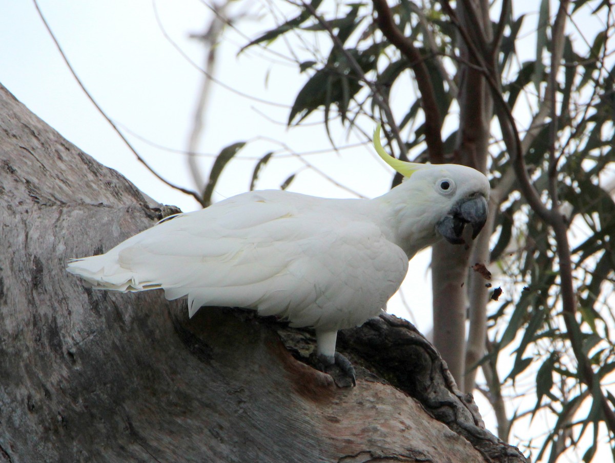 Sulphur-crested Cockatoo - ML46935241
