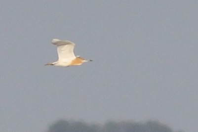 Squacco Heron - Prue Reid