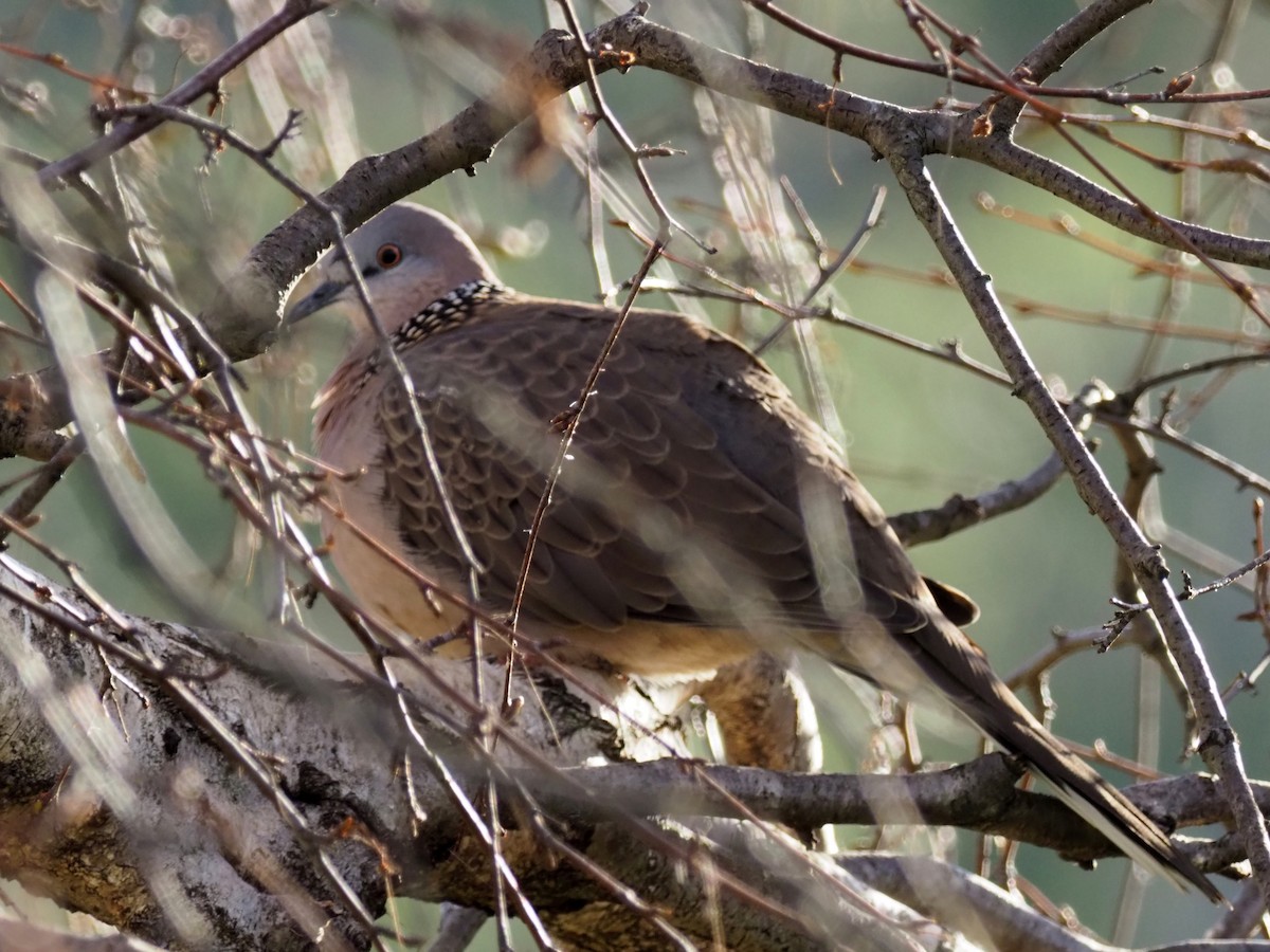 Spotted Dove - ML469353541
