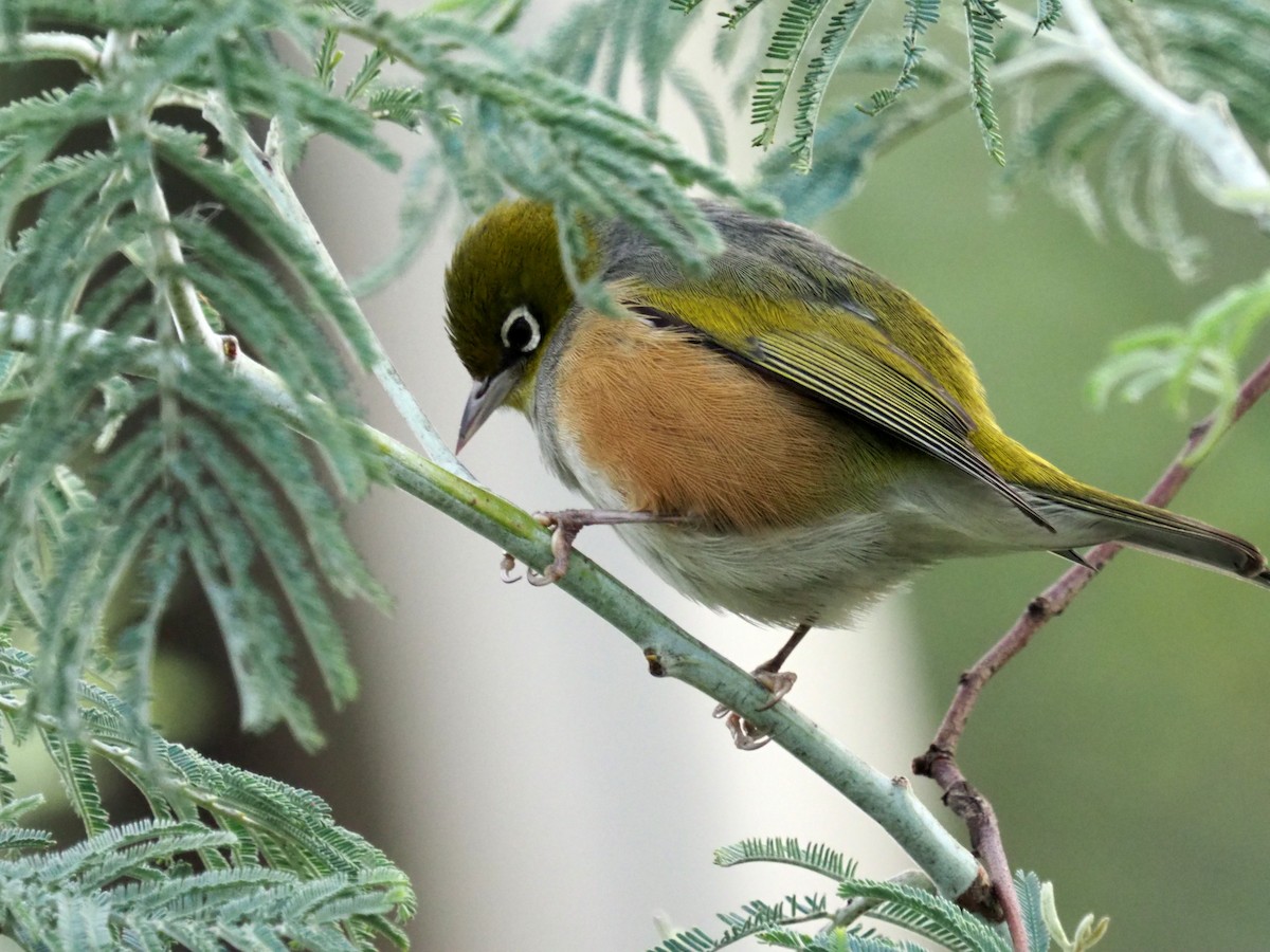 Silvereye - ML469353711