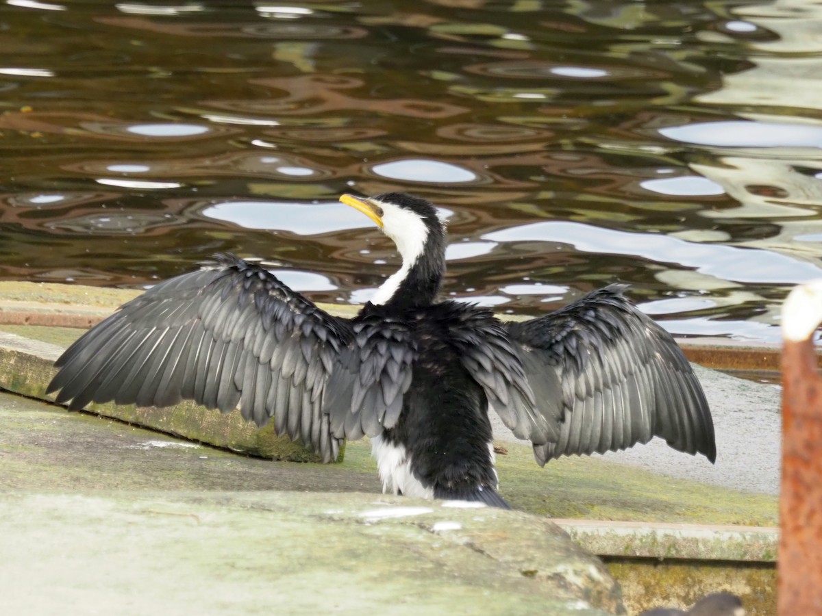 Little Pied Cormorant - ML469353731