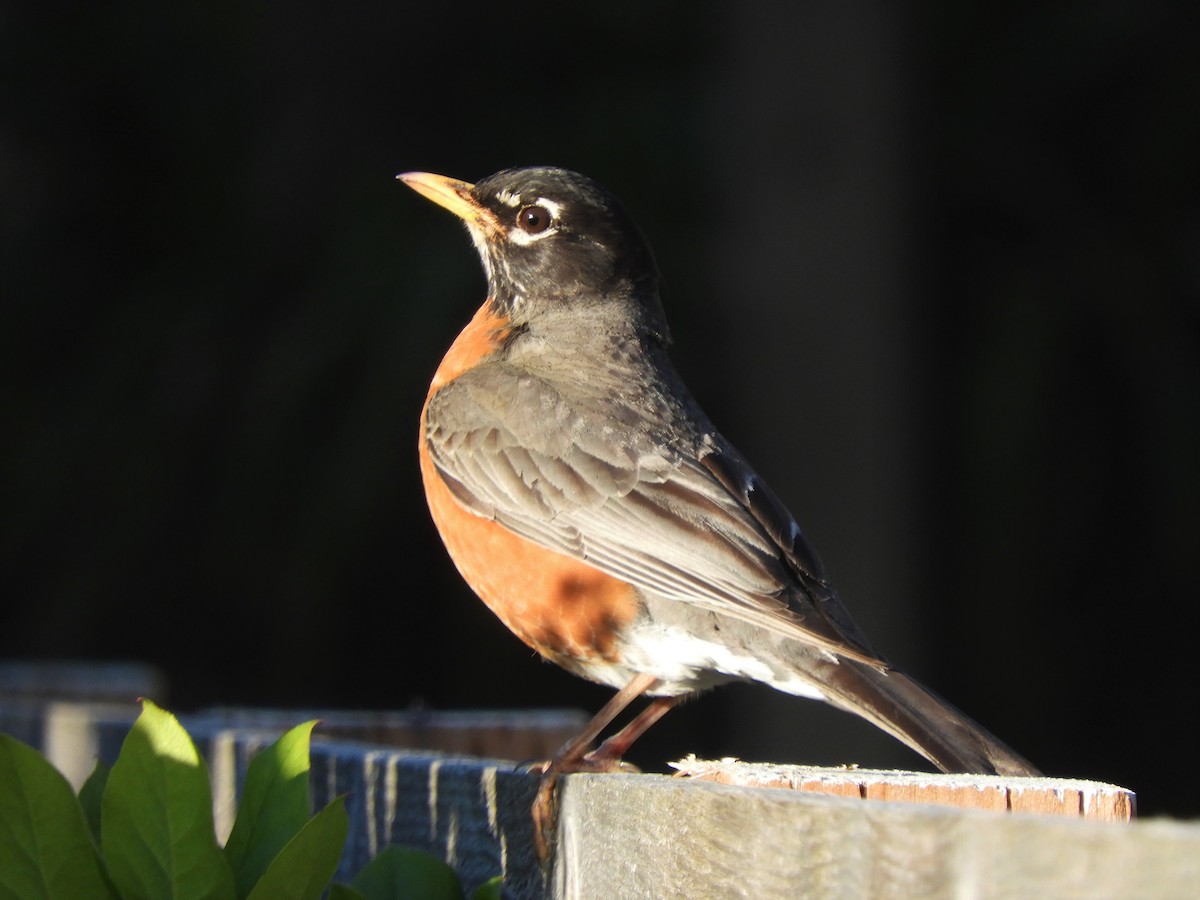 American Robin - Cliff Cordy