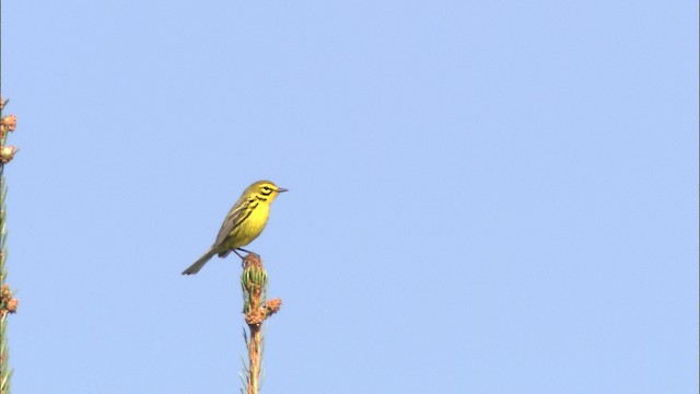 Prairie Warbler - ML469354