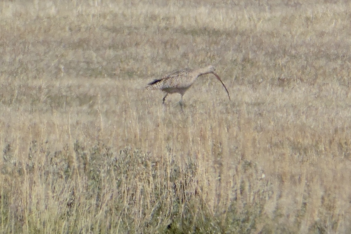 Long-billed Curlew - ML469354941