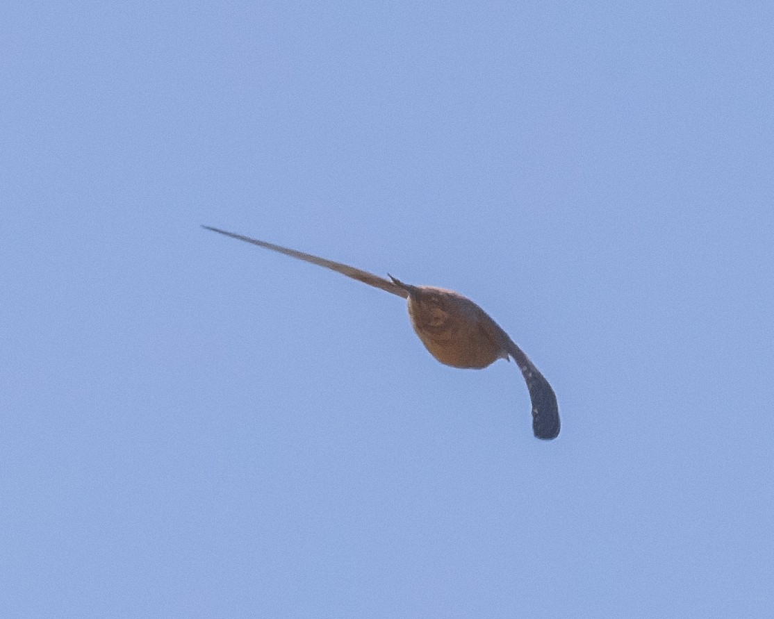 large swift sp. - ML469356691