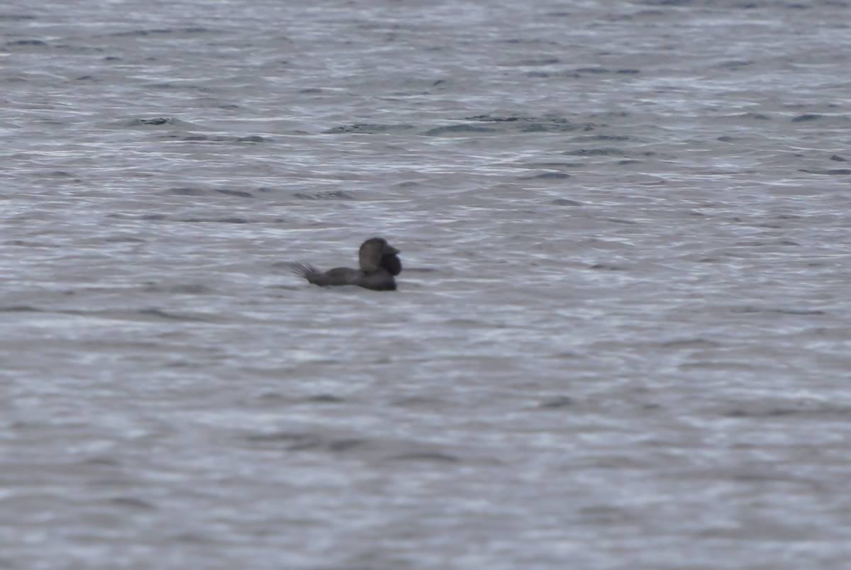 Musk Duck - ML469358461