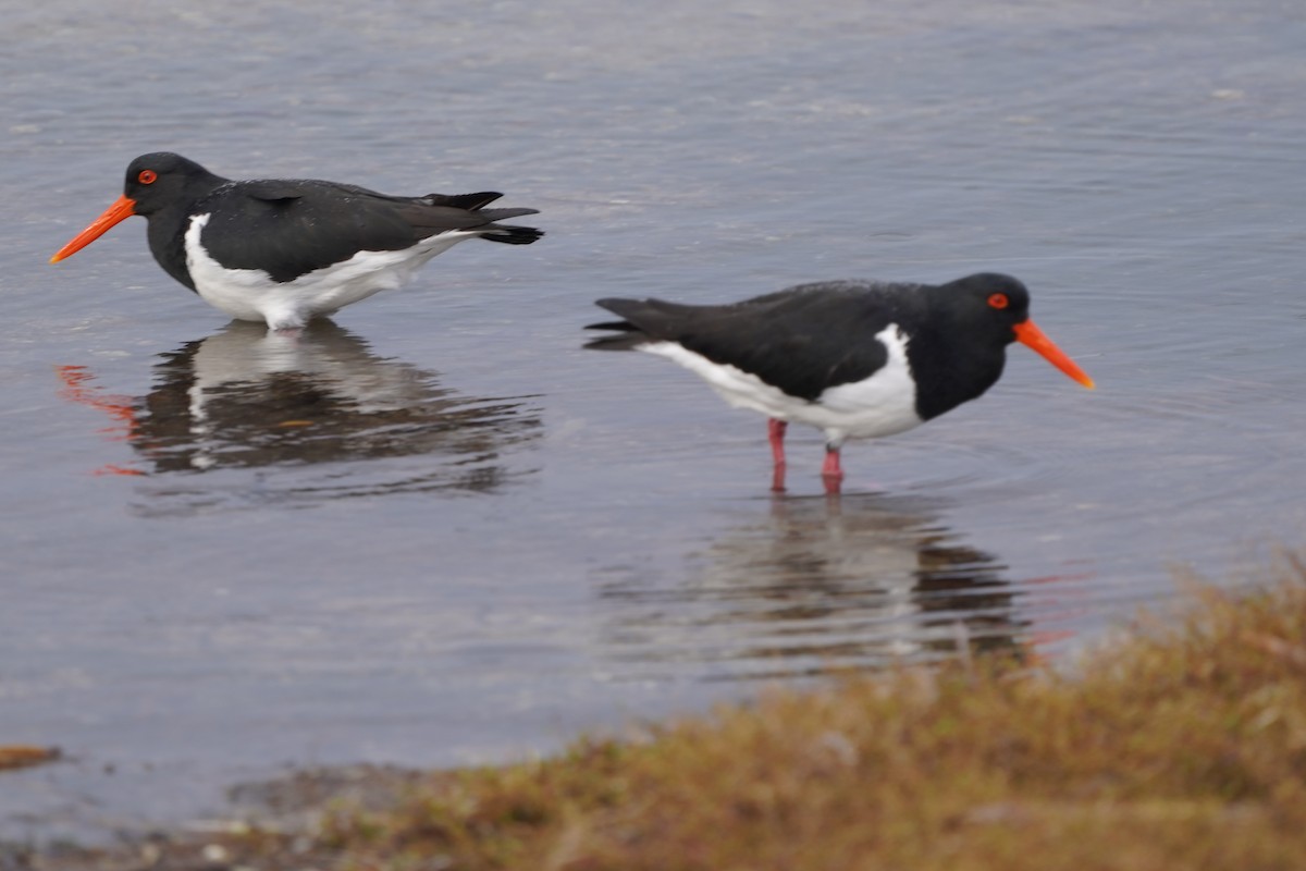 Pied Oystercatcher - ML469358531