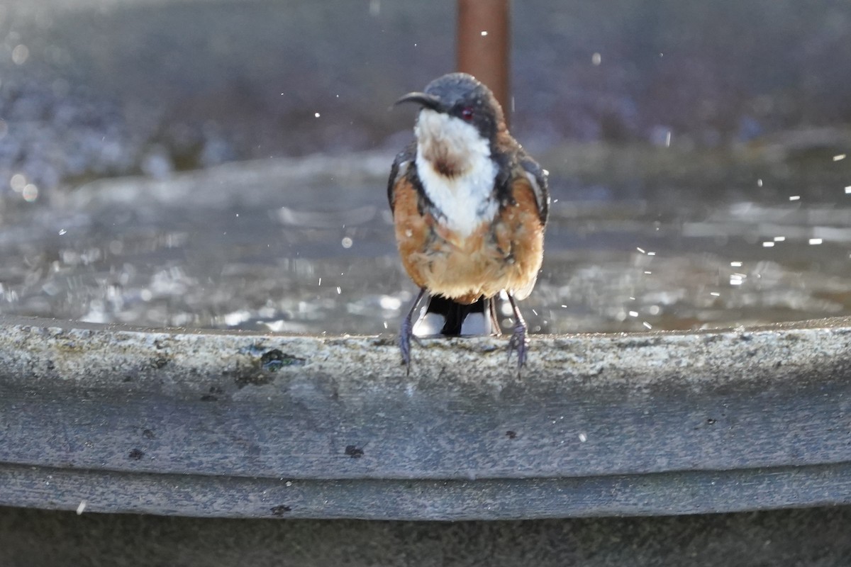 Eastern Spinebill - ML469358611