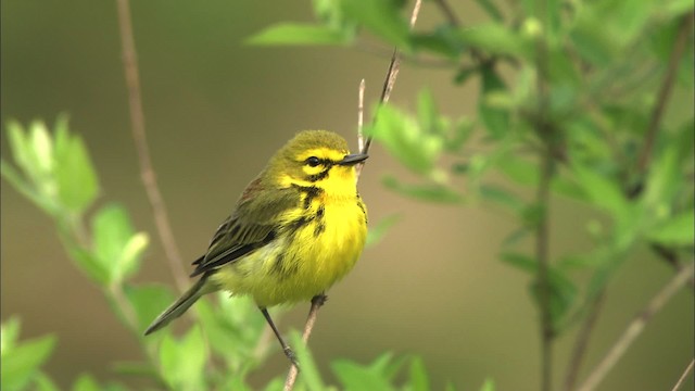 Prairie Warbler - ML469359