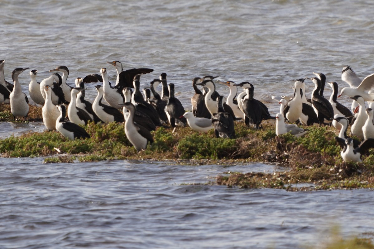 Black-faced Cormorant - Richard Maarschall