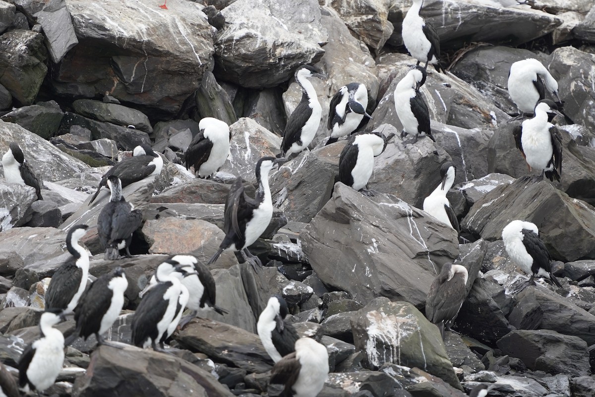 Black-faced Cormorant - ML469359331