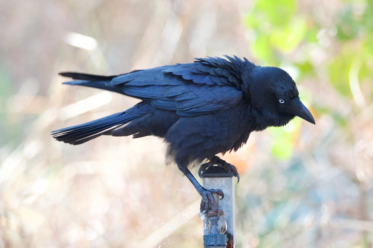 Corbeau de Torres - ML469359441