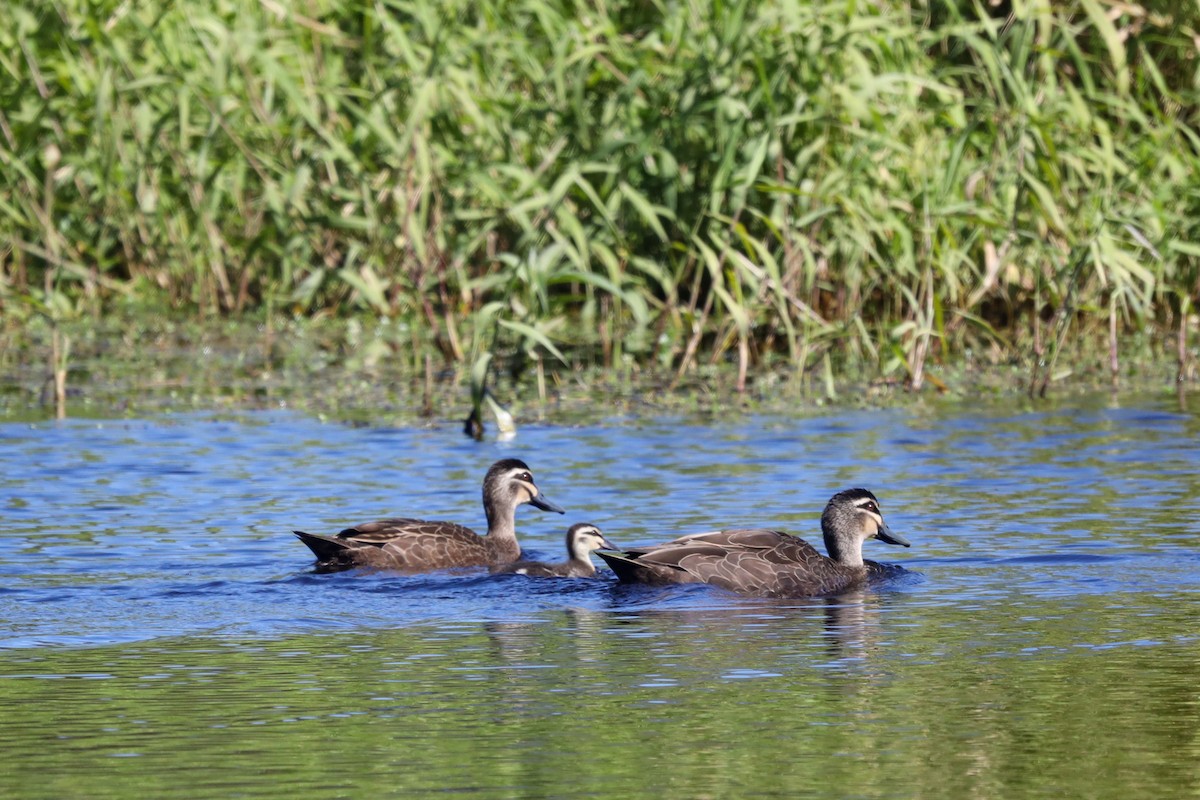 Pacific Black Duck - ML469360231