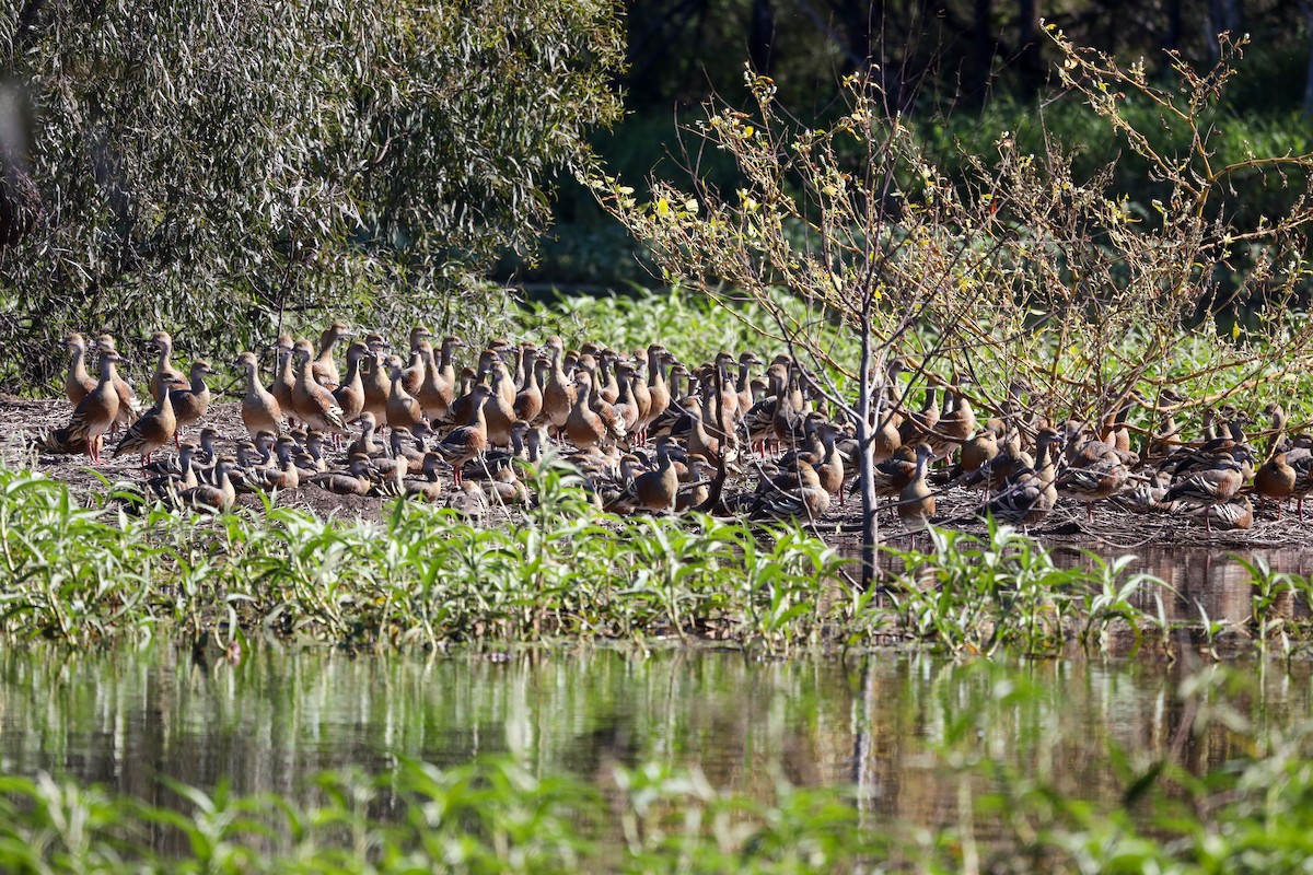 Plumed Whistling-Duck - ML469360271