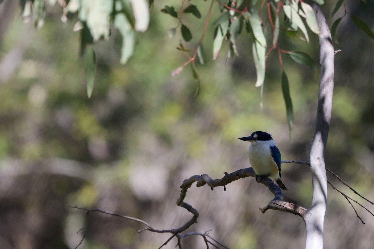 Forest Kingfisher - ML469360381