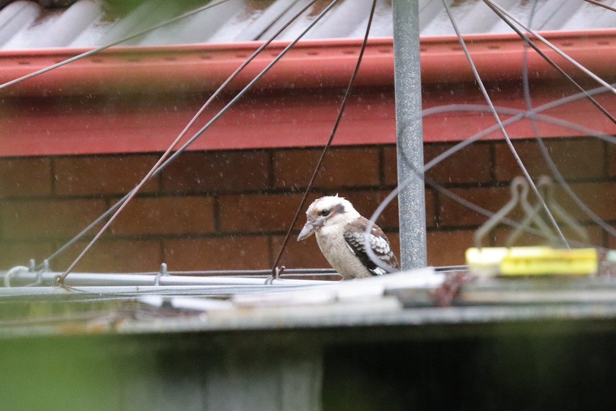 Laughing Kookaburra - Christopher Follett