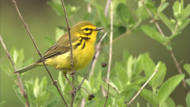 Prairie Warbler - ML469362