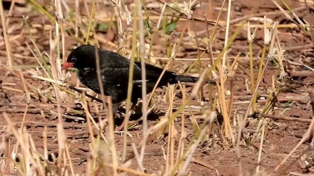 Red-billed Buffalo-Weaver - ML469362681