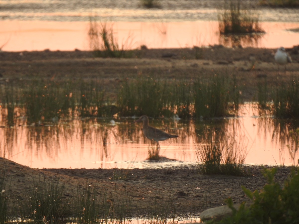 Black-tailed Godwit - Sławomir Karpicki