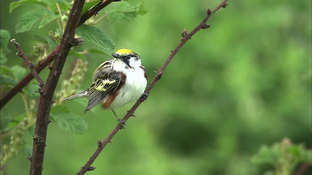 Chestnut-sided Warbler - ML469364