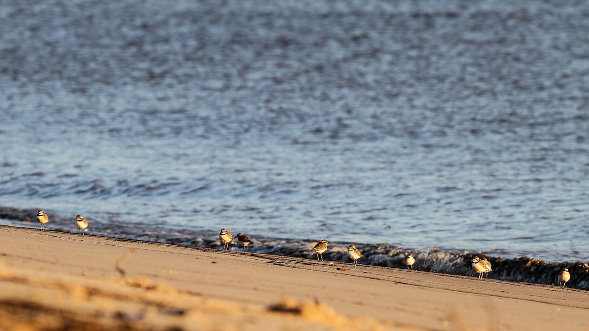 Madagascar Plover - ML469364391