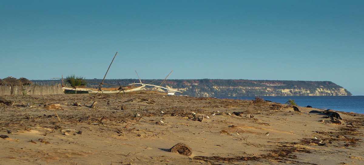 Madagascar Plover - ML469364401