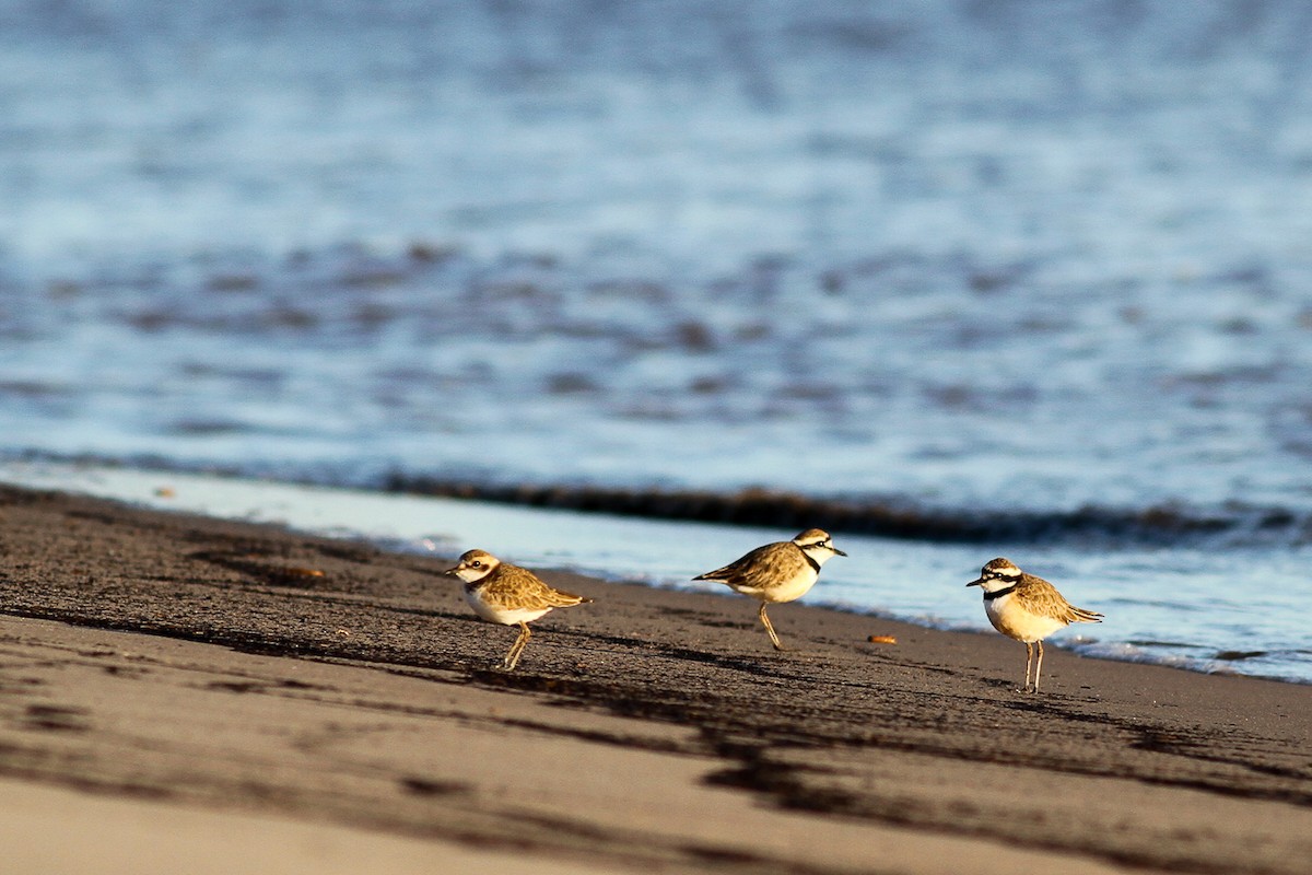 Madagascar Plover - ML469364411