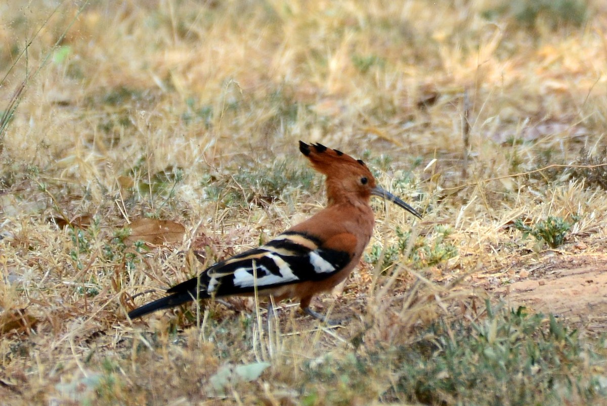 Eurasian Hoopoe - ML469364421