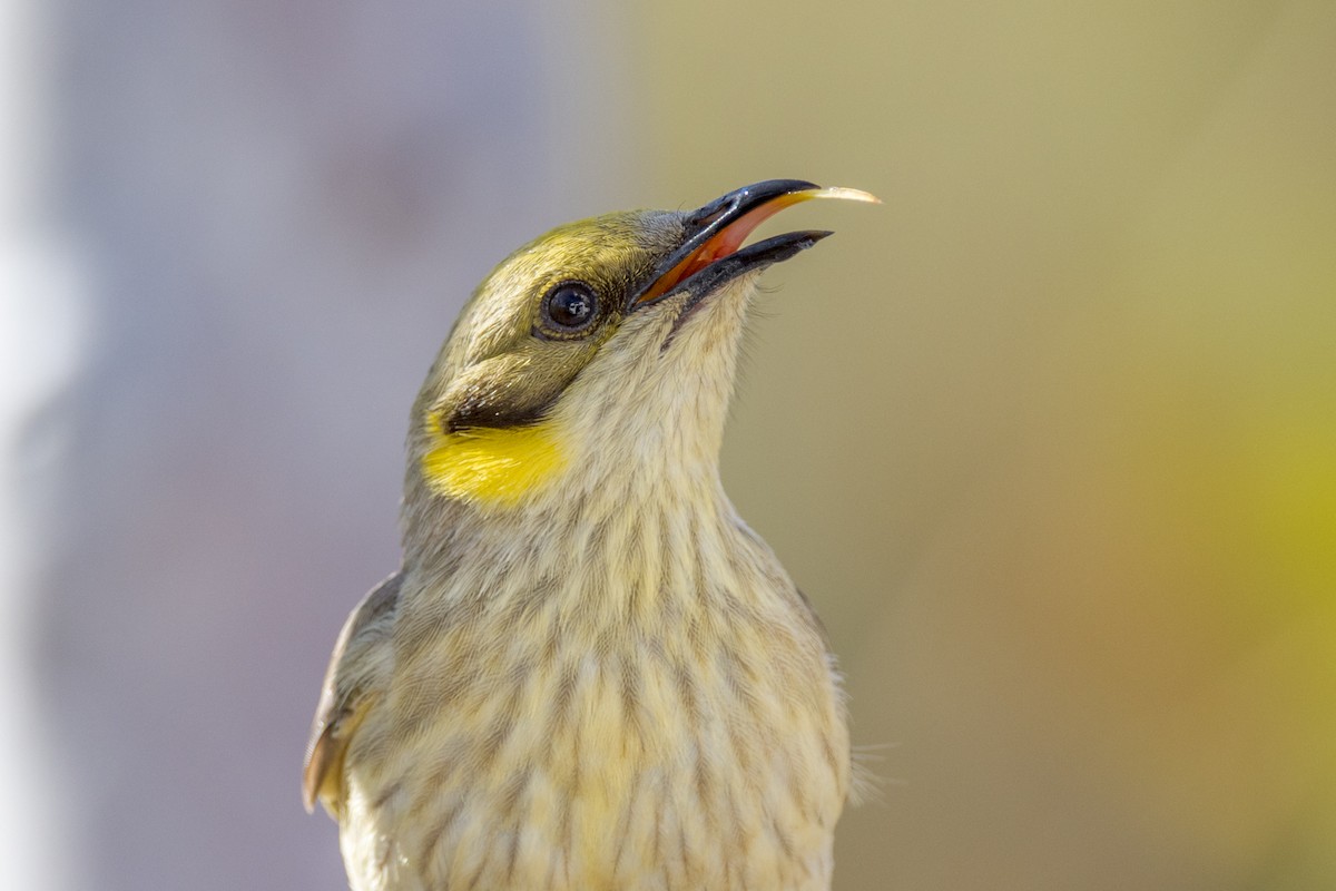 Gray-fronted Honeyeater - Imogen Warren