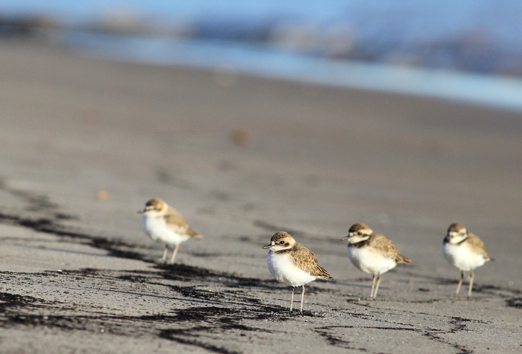 Madagascar Plover - ML469364881