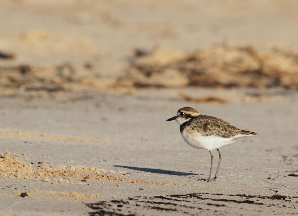 Madagascar Plover - Tom Noah