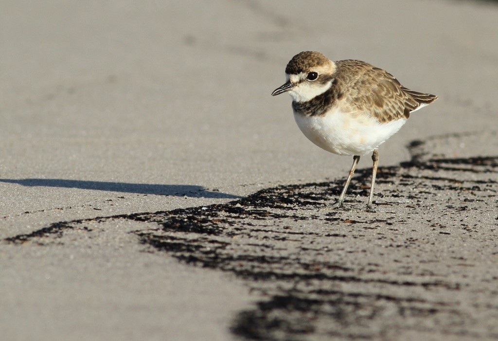 Madagascar Plover - ML469364901