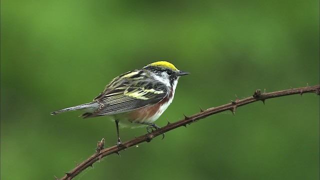 Gelbscheitel-Waldsänger - ML469365