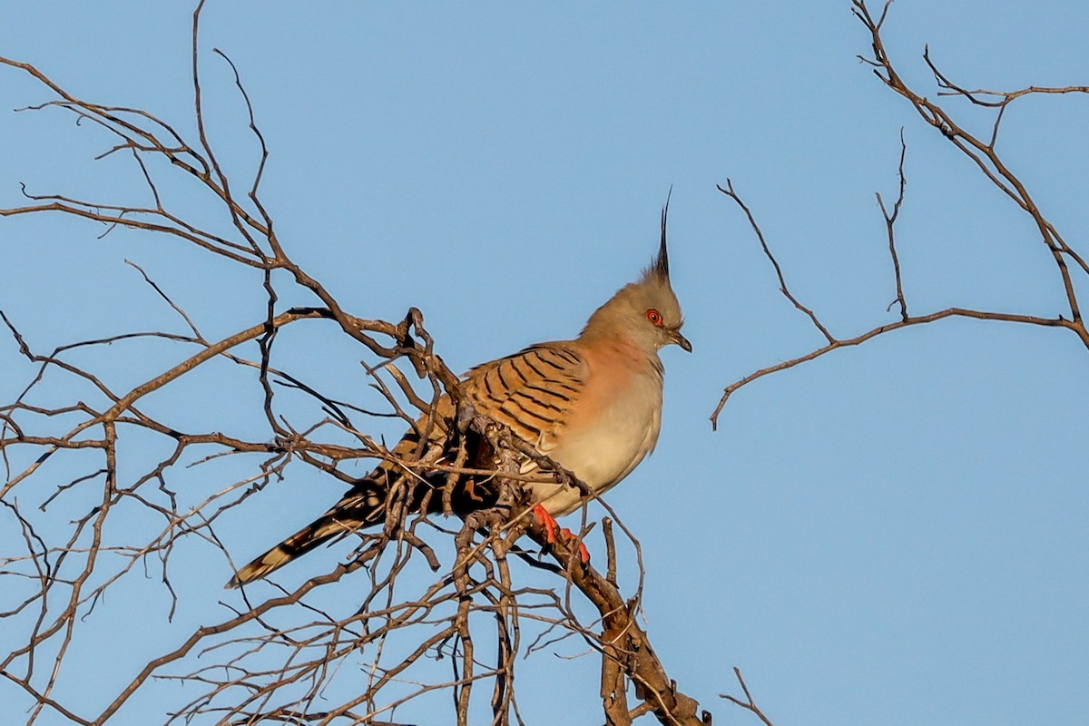 Crested Pigeon - ML469365361