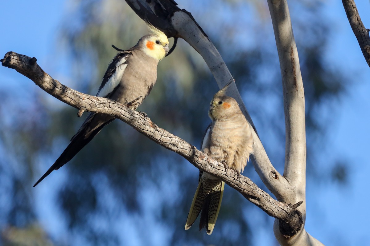 Cockatiel - Richard and Margaret Alcorn