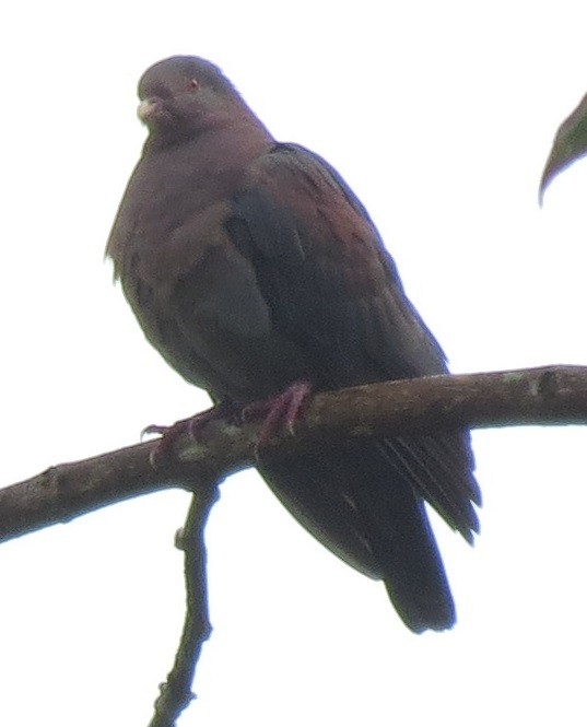 Red-billed Pigeon - ML46936561