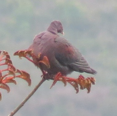 Red-billed Pigeon - ML46936581