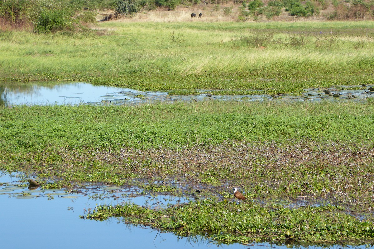 Madagascar Jacana - ML469365921