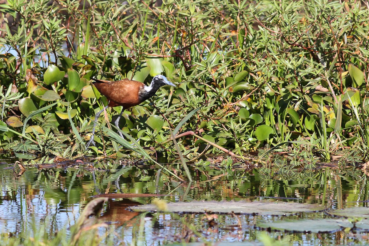 Madagascar Jacana - ML469365931