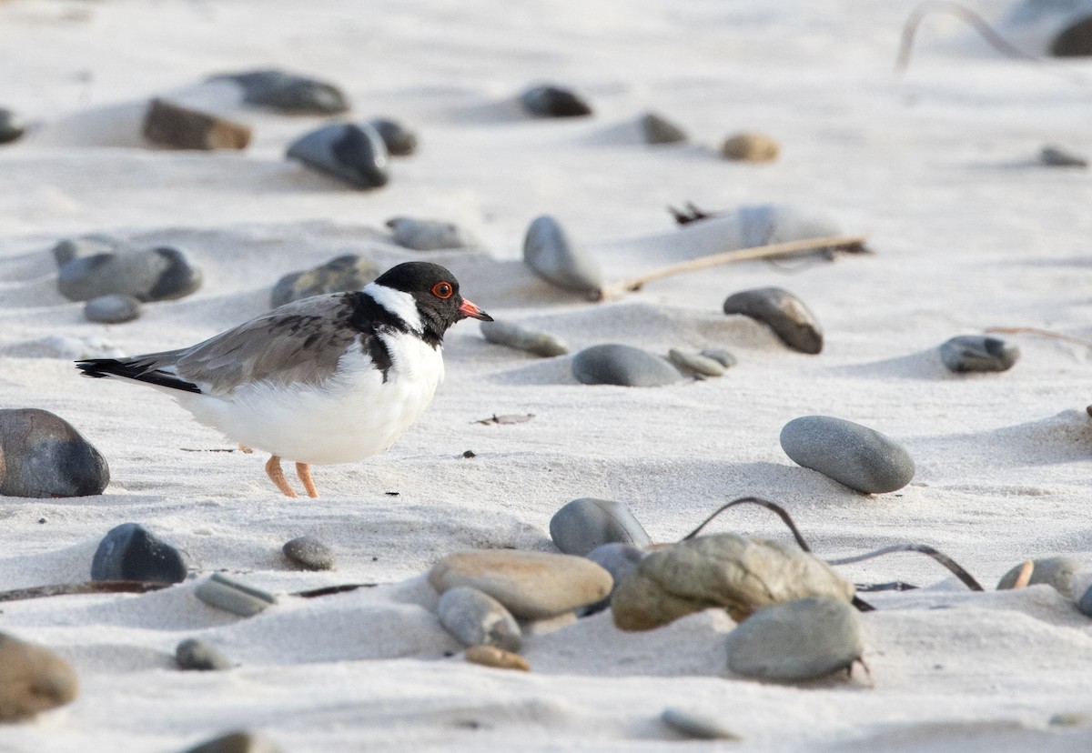 Hooded Plover - ML469366371