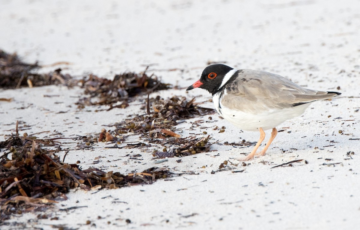 Hooded Plover - ML469366391