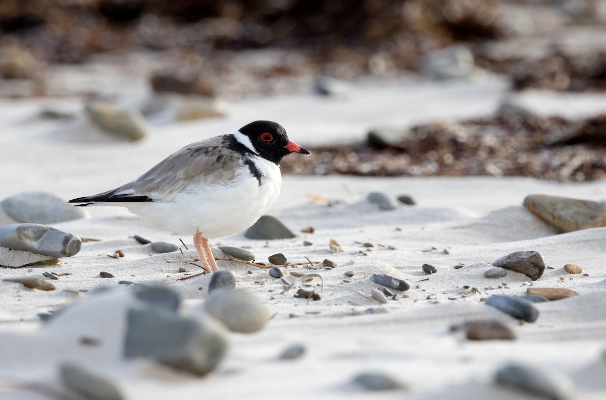 Hooded Plover - ML469366401