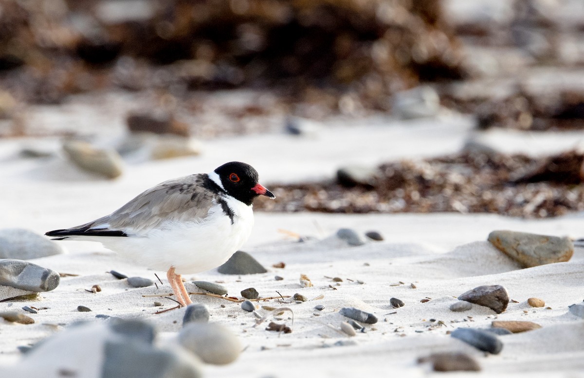 Hooded Plover - ML469366411