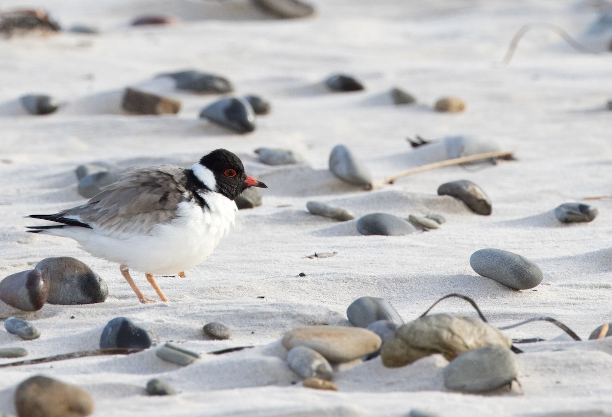 Hooded Plover - ML469366431