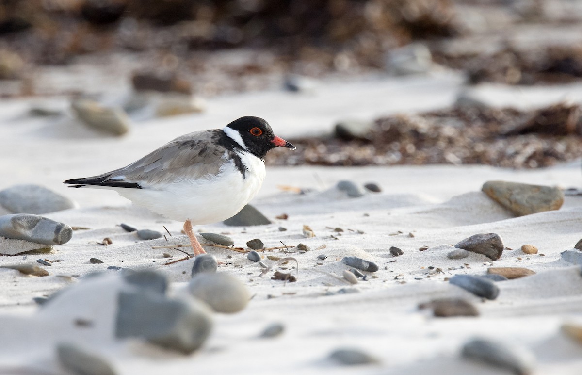 Hooded Plover - ML469366441