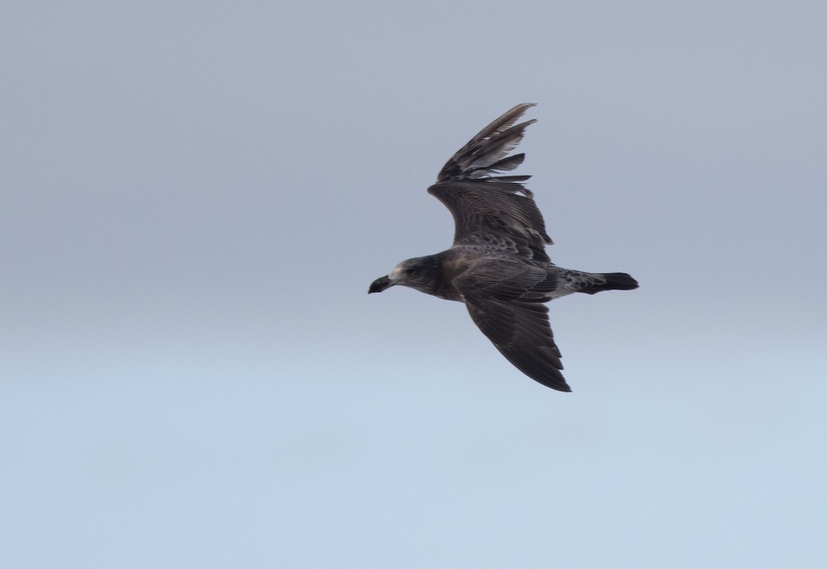 Pacific Gull - ML469366461