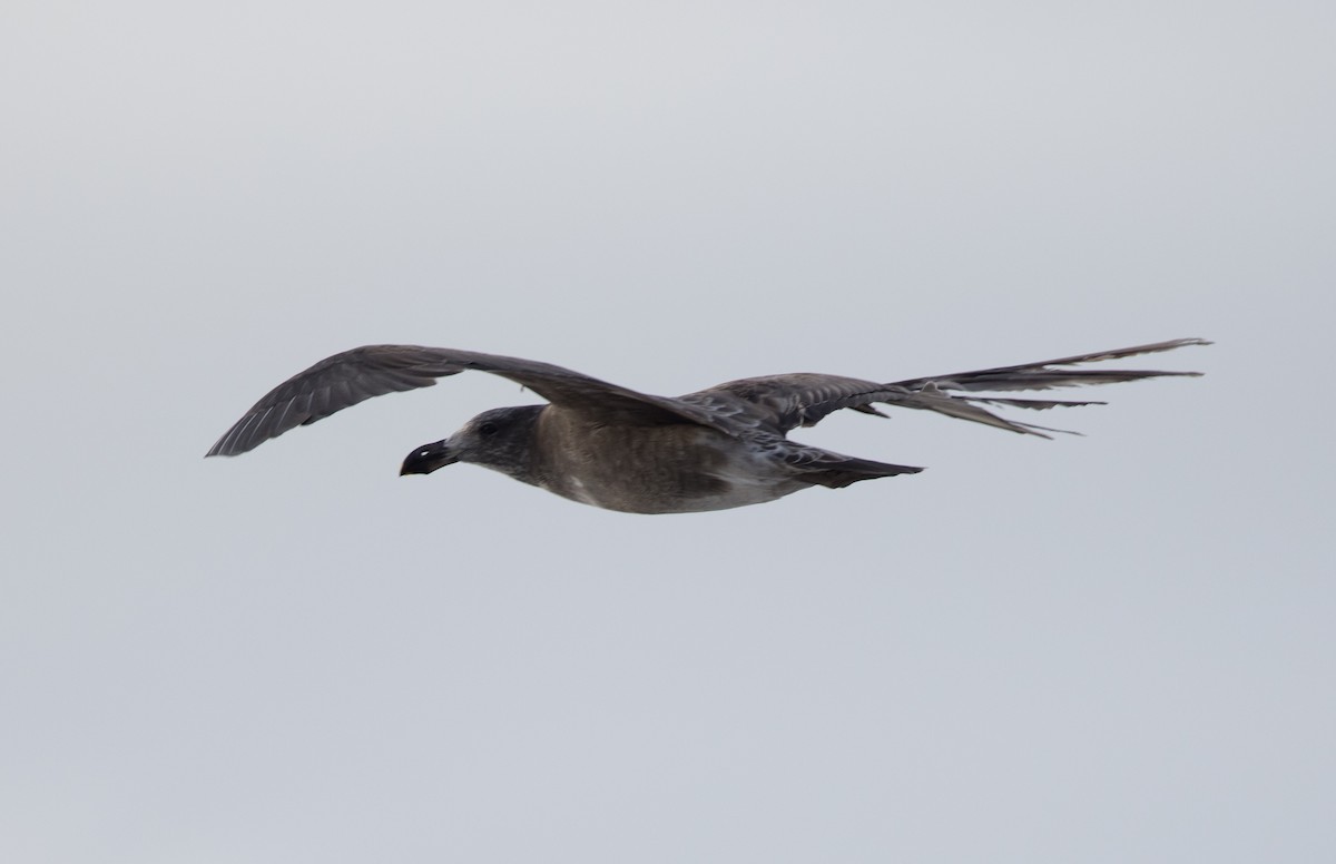 Pacific Gull - ML469366481