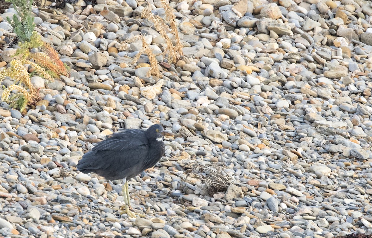 岩鷺 - ML469366491