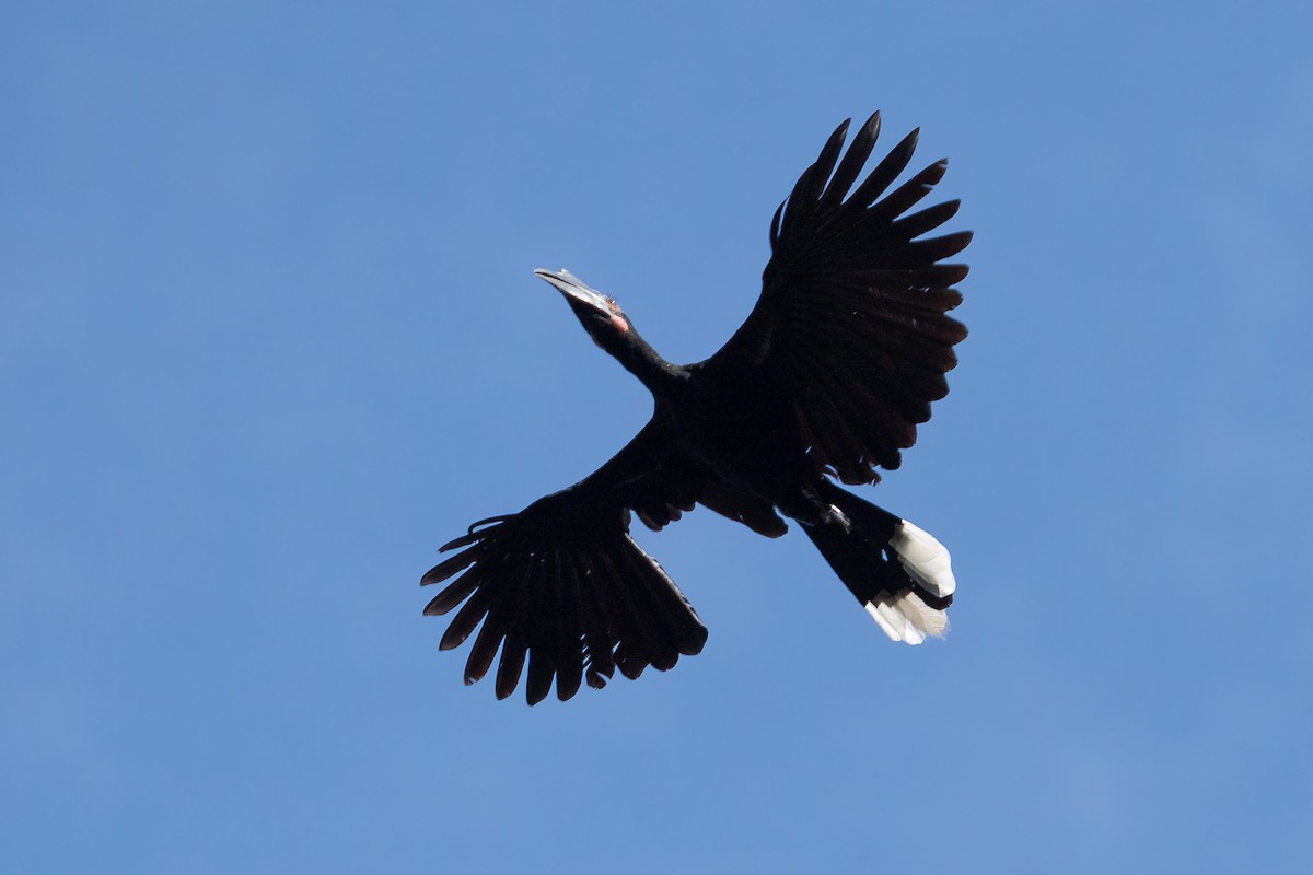 Black Hornbill - ML469368671