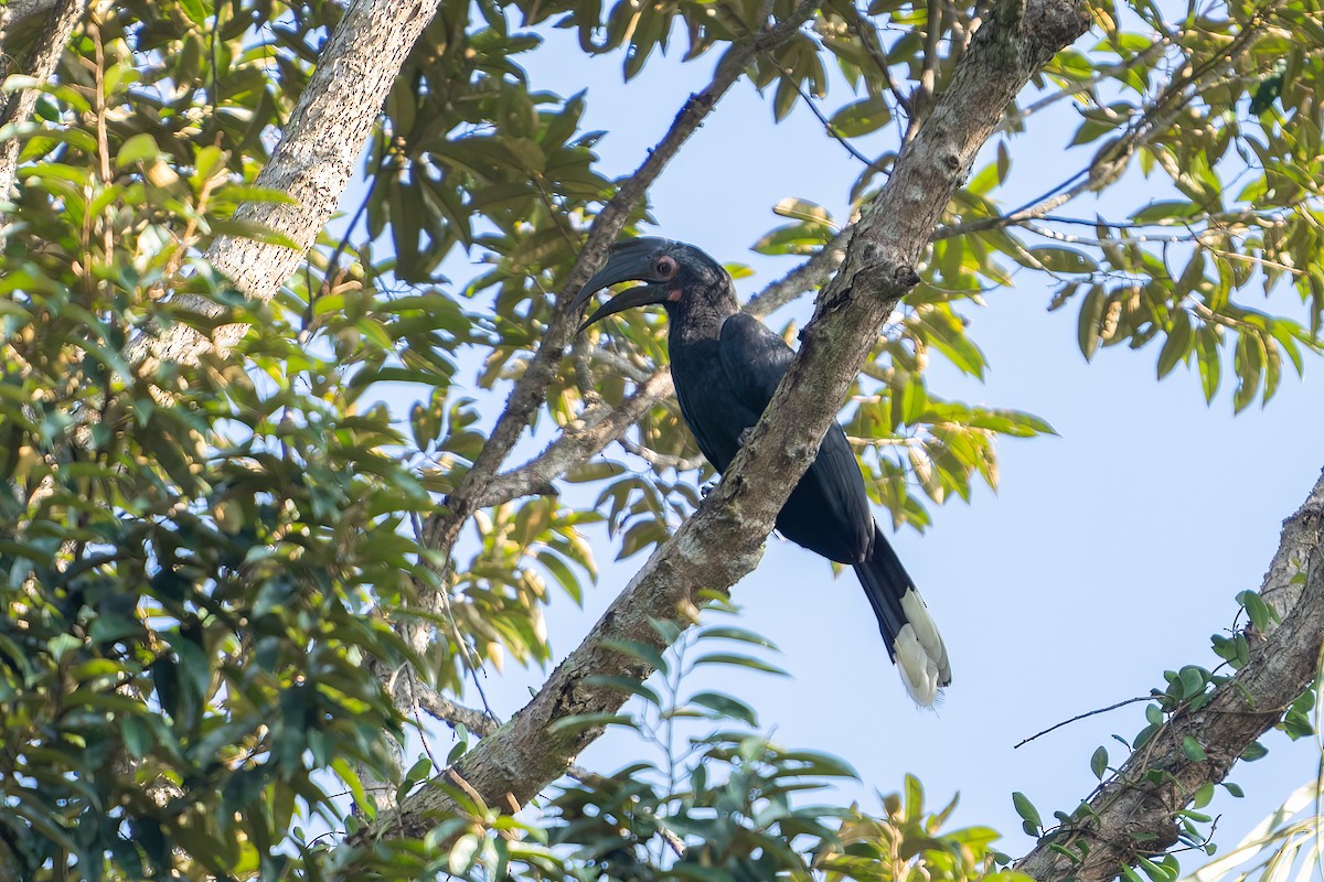 Black Hornbill - ML469368711